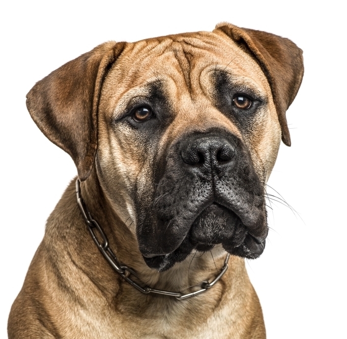 mastiff